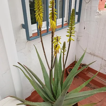 Daire Atico Centrico Nervion