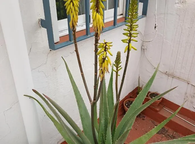 Apartment Atico Centrico Nervion